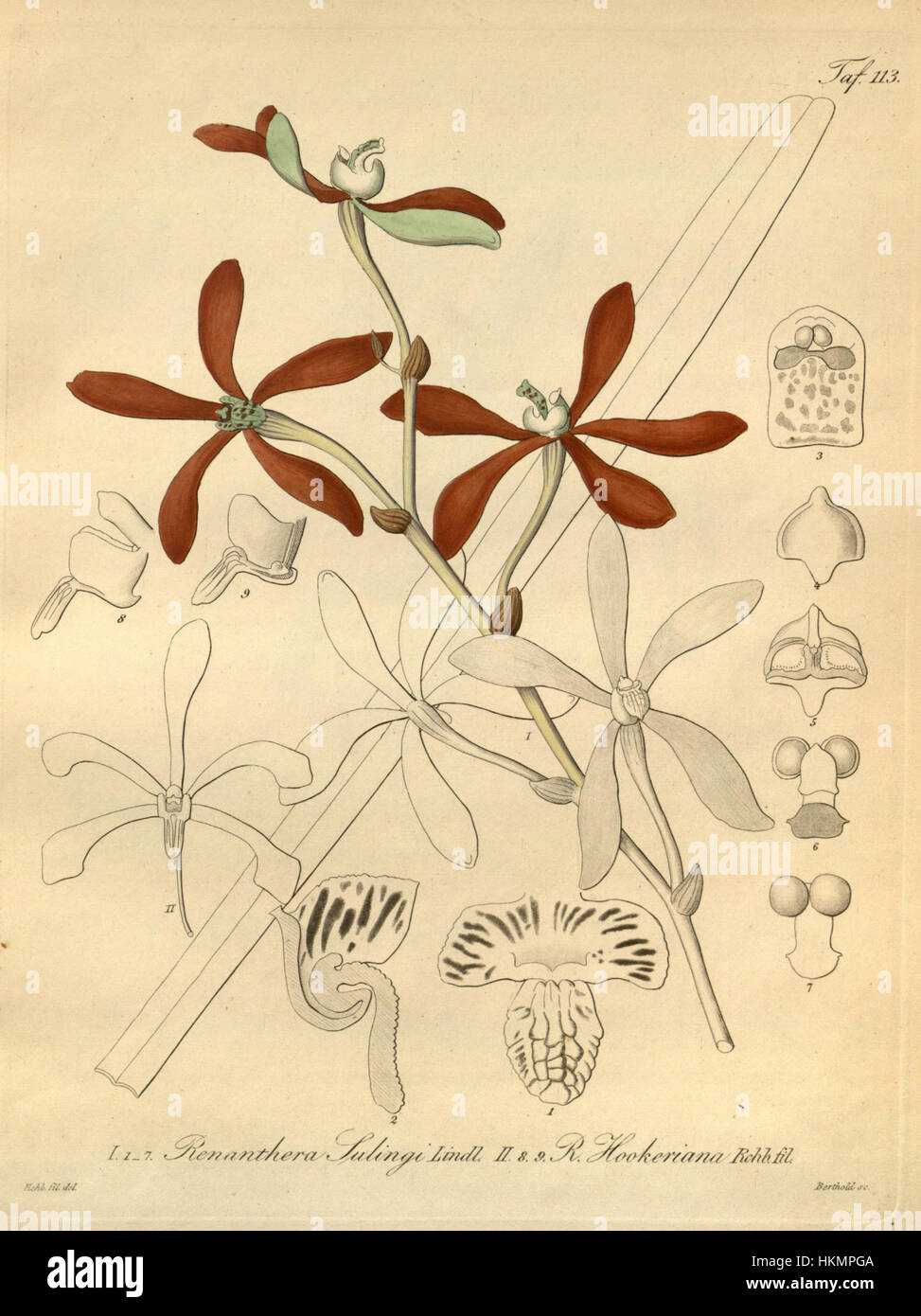 Armodorum sulingi (as Renanthera sulingi) - Arachnis hookeriana (as Renanthera hookeriana) - Xenia 2 pl 113 Stock Photo
