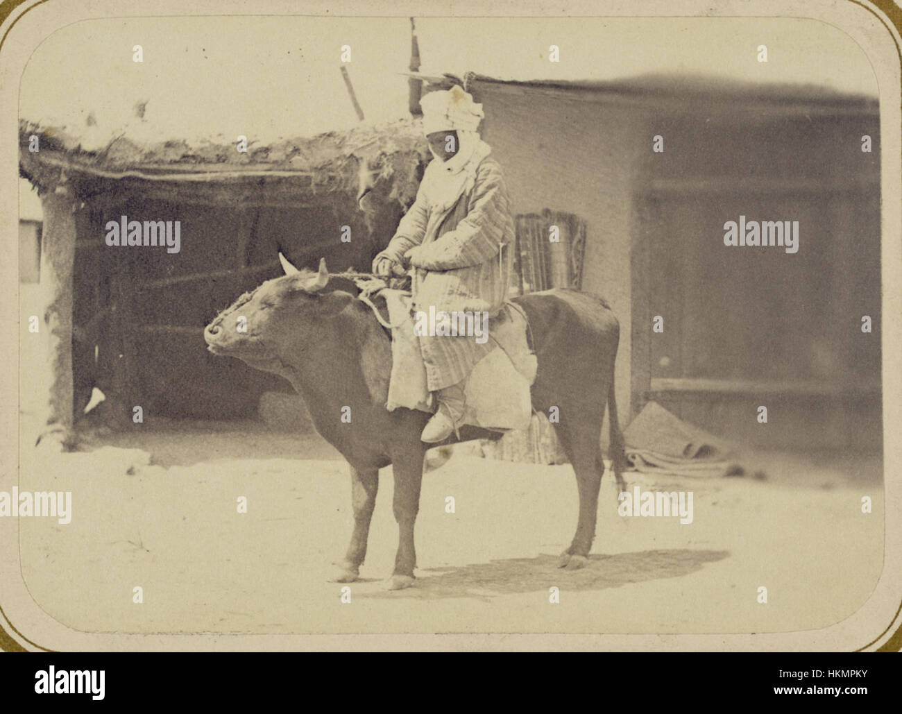 Woman riding ox hi-res stock photography and images - Alamy