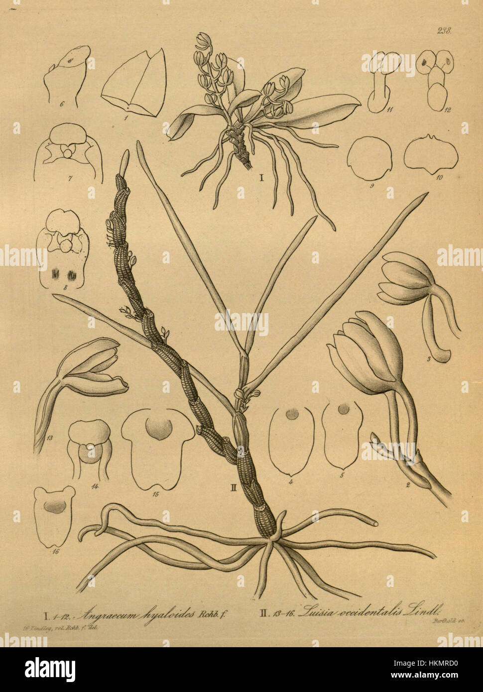 Aerangis hyaloides (as Angraecum hyaloides) - Luisia tristis (as Luisia occidentalis) - Xenia 3 pl 238 Stock Photo
