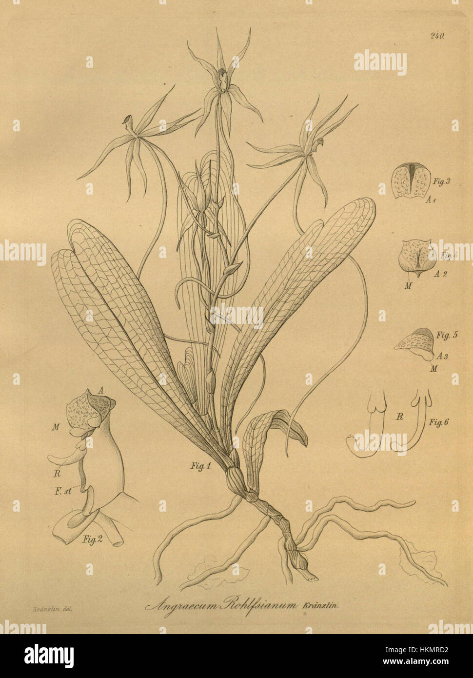 Aerangis brachycarpa (as Angraecum rohlfsianum) - Xenia 3 pl 240 Stock Photo