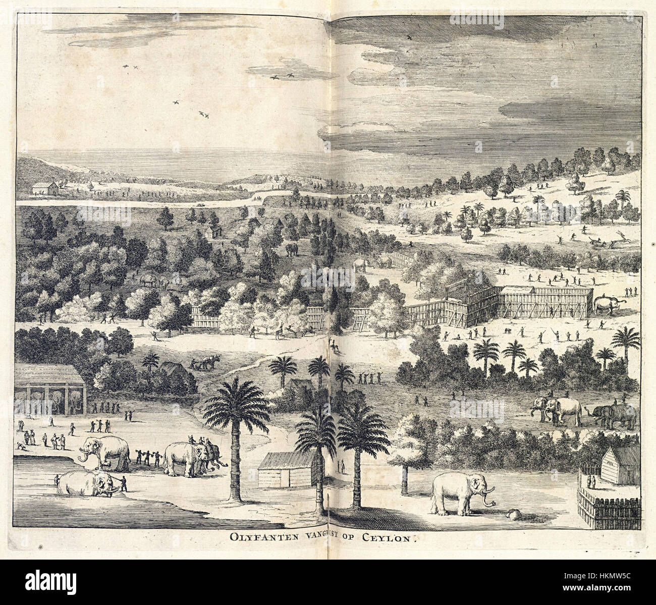 'Capturing Elephants on Ceylon' is a historical artwork depicting the ...
