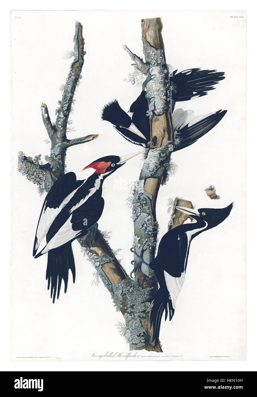 66 Ivory-billed Woodpecker (half size) - pseudo detoned Stock Photo