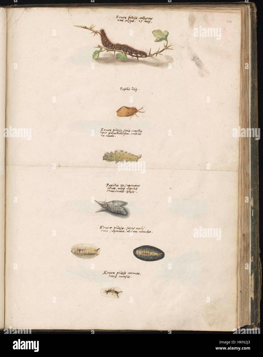 A collection of animal drawings compiled by Felix Platter, focusing on ...