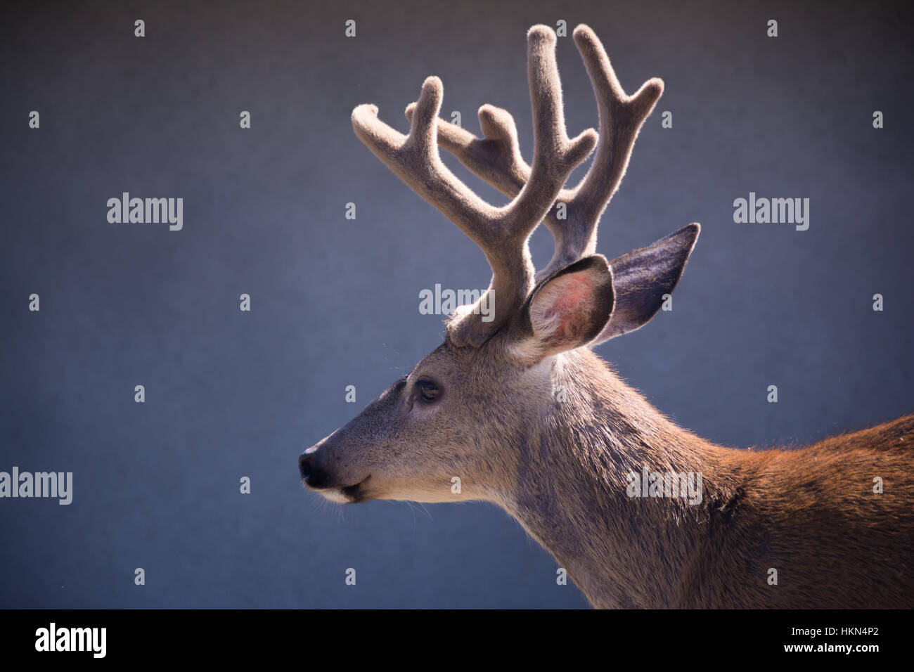 Sitka Blacktail deer with velvet antlers Stock Photo