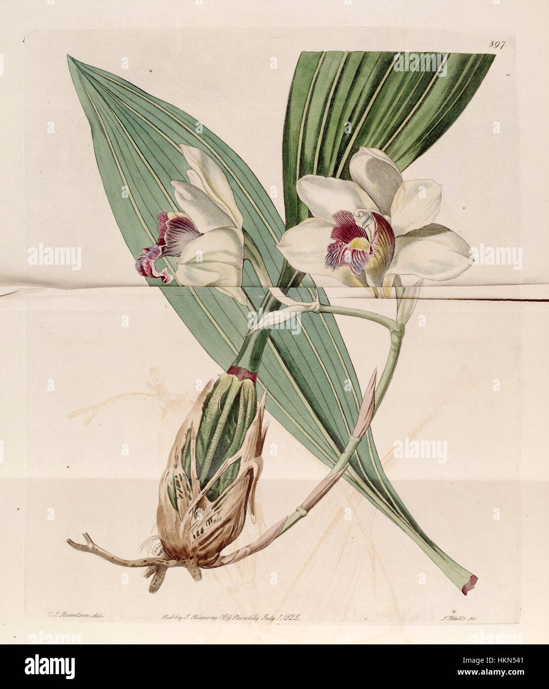 Bifrenaria harrisoniae (as Maxillaria harrisoniae) - Bot. Reg. 11 pl. 897 (1825) Stock Photo