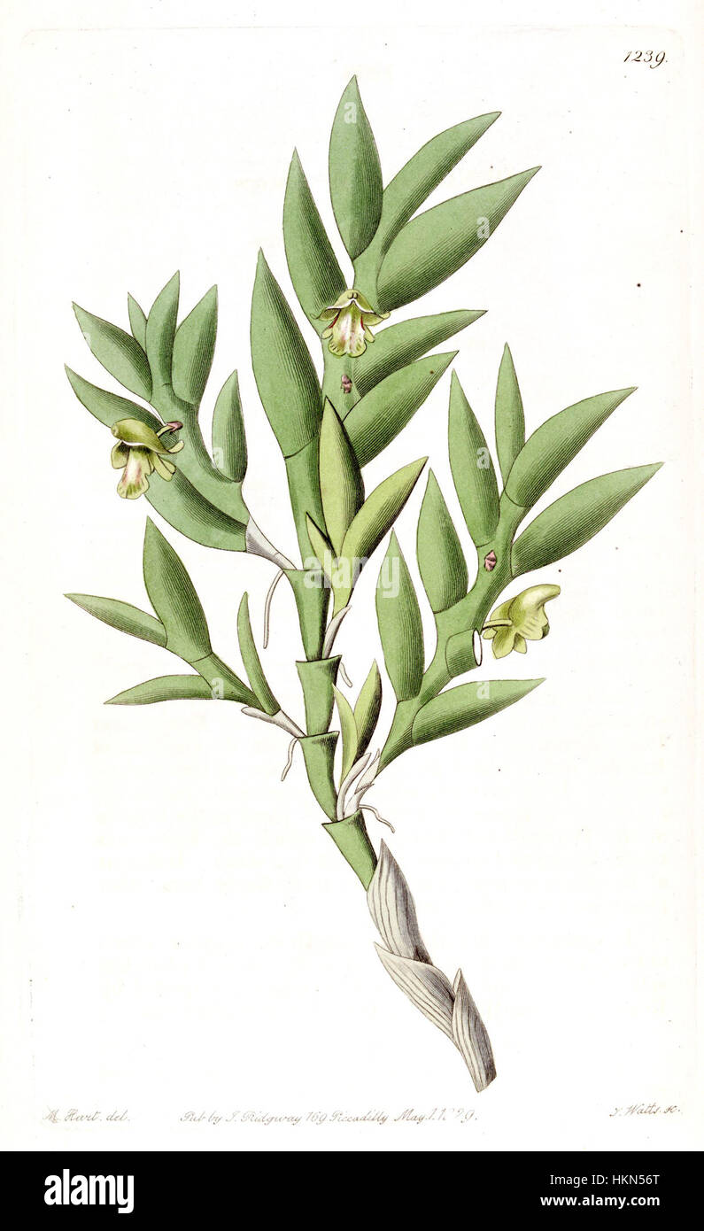 Aporum anceps or Dendrobium anceps-Edwards vol 15 pl 1239 (1829) Stock Photo