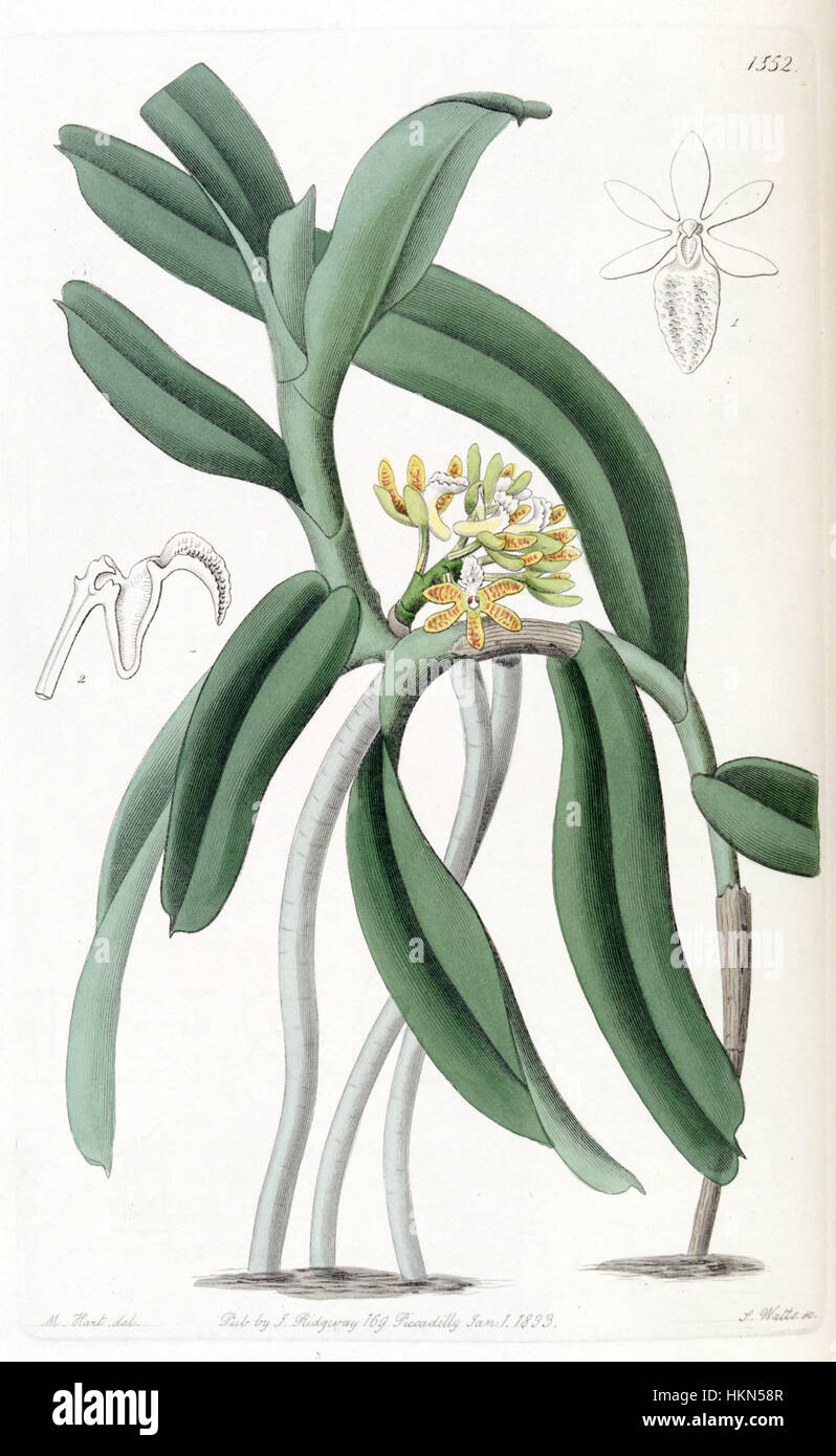 Acampe praemorsa (as Saccolabium papillosum) - Edwards vol 18 pl 1552 (1832) Stock Photo