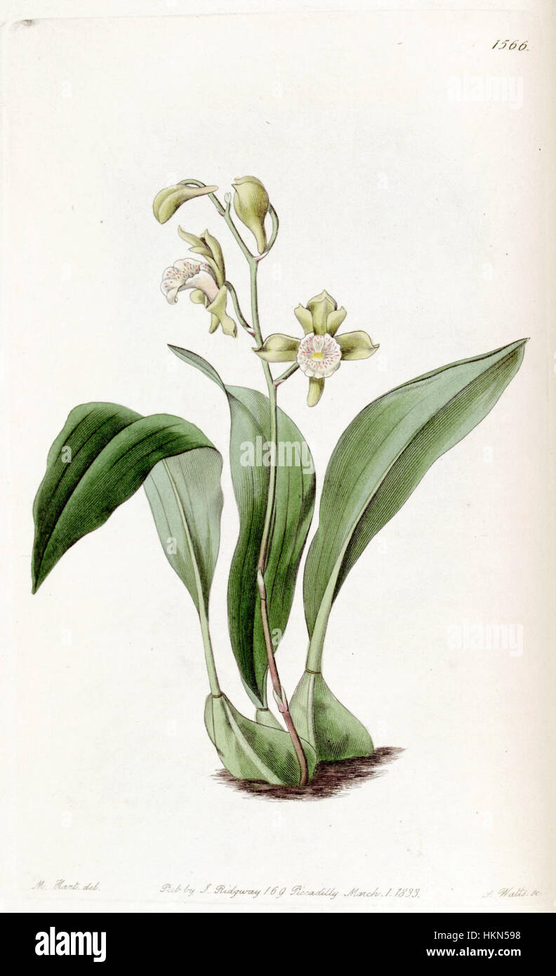 Bifrenaria racemosa (as Maxillaria racemosa) - Edwards vol 19 pl 1566 (1833) Stock Photo
