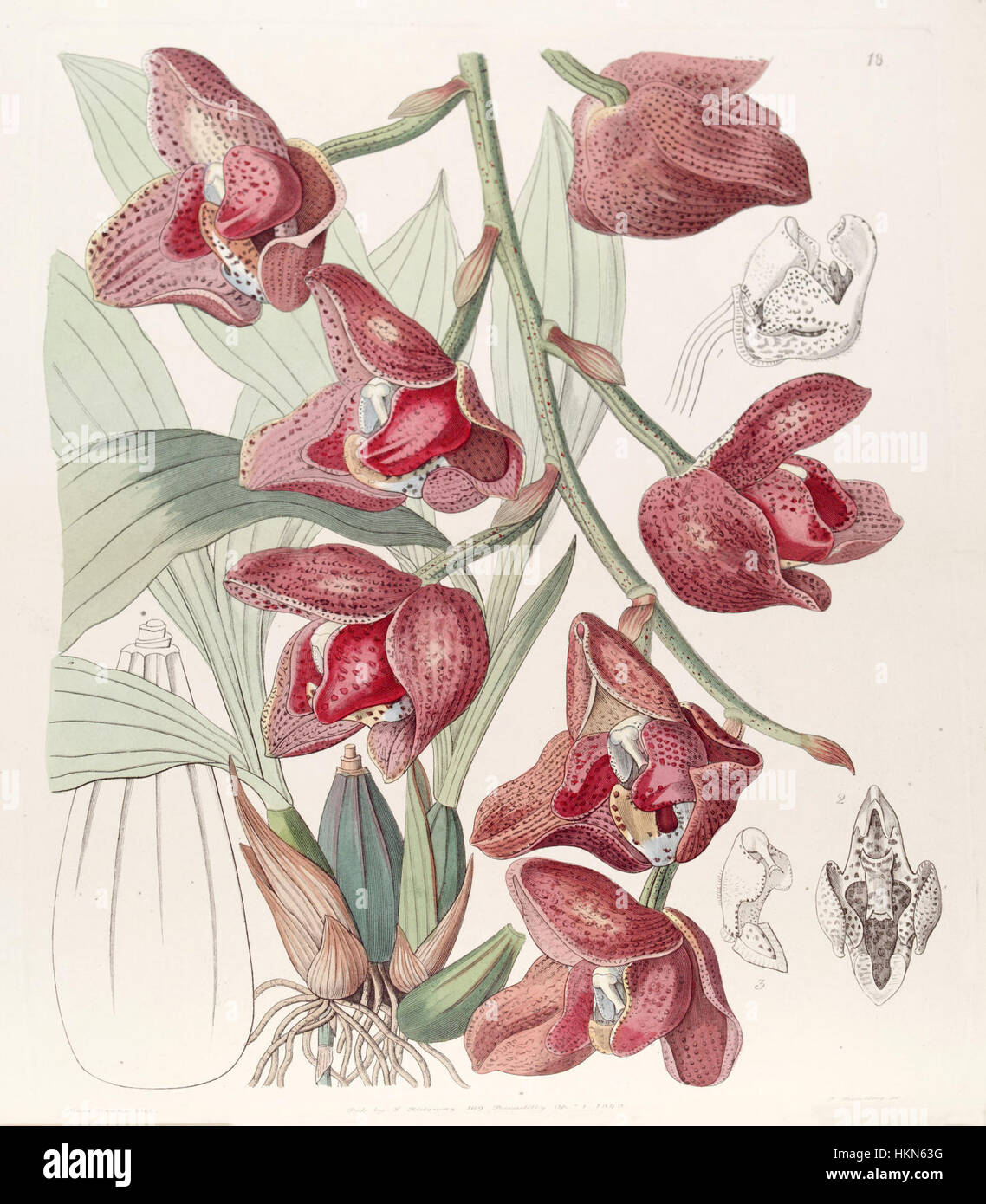 Acineta superba (as Peristeria humboldtii) - Edwards vol 29 (NS 6) pl 18 (1843) Stock Photo