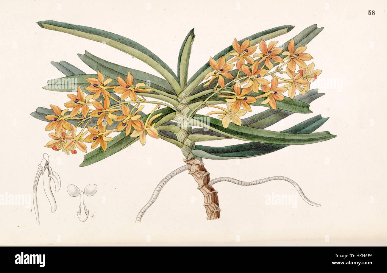 Ascocentrum miniatum (as Saccolabium miniatum) - Edwards vol 33 (NS 10) pl 58 (1847) Stock Photo