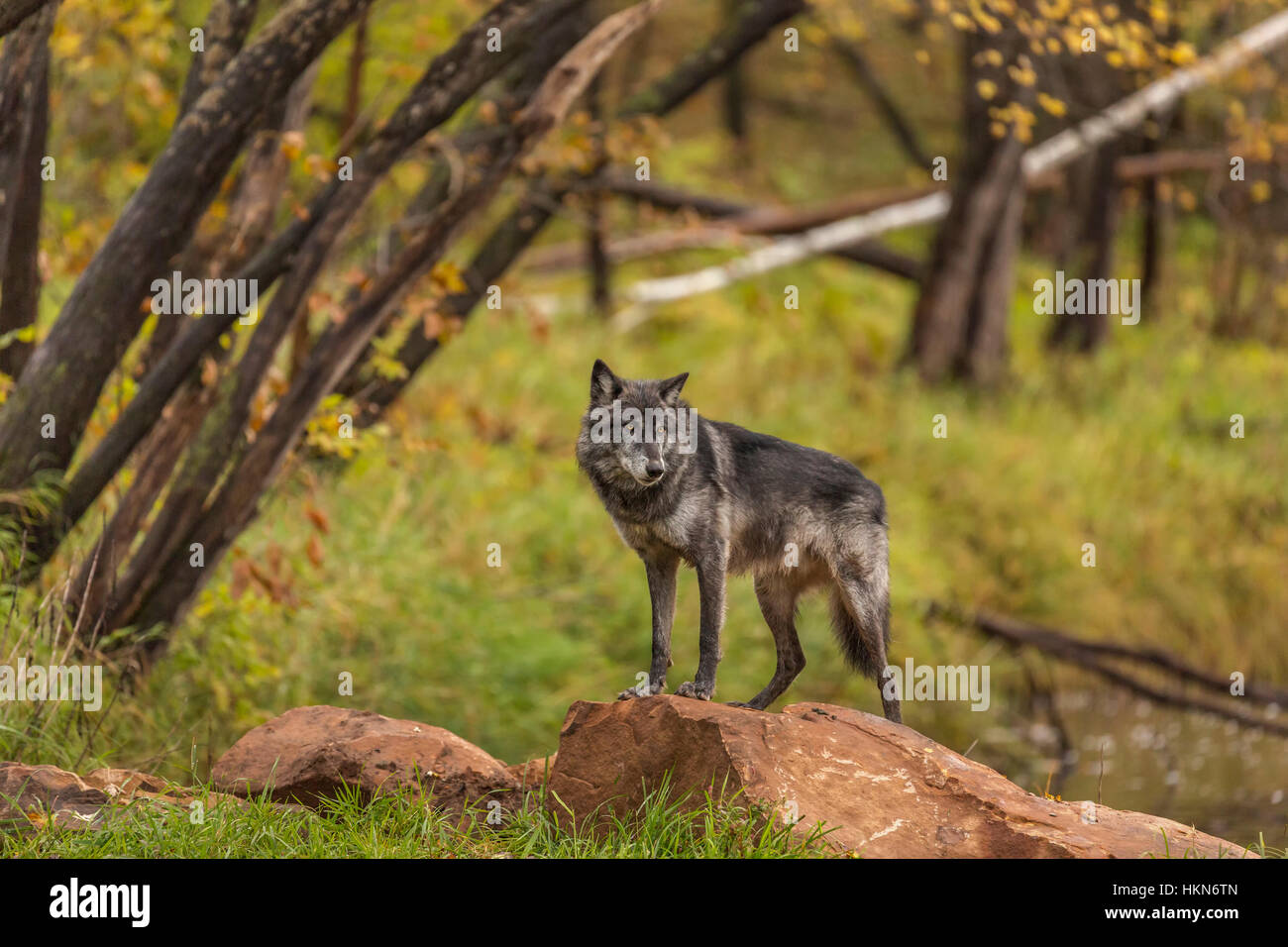 North american timber wolf hi-res stock photography and images - Alamy