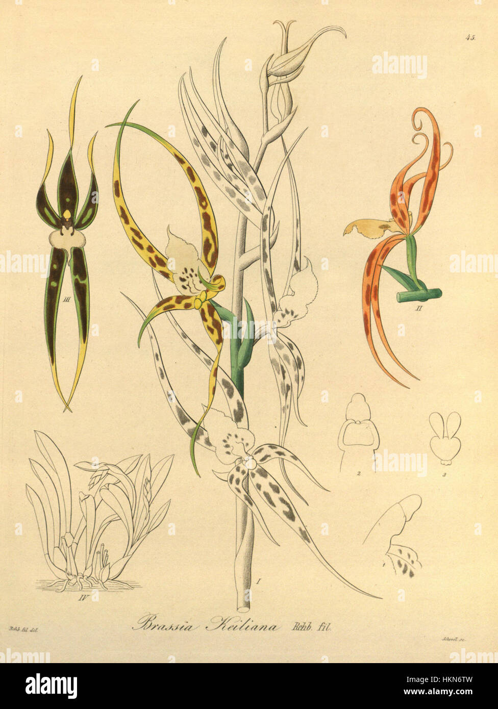 Ada keiliana (as Brassia keiliana) - Xenia vol 1 pl 45 (1858) Stock Photo
