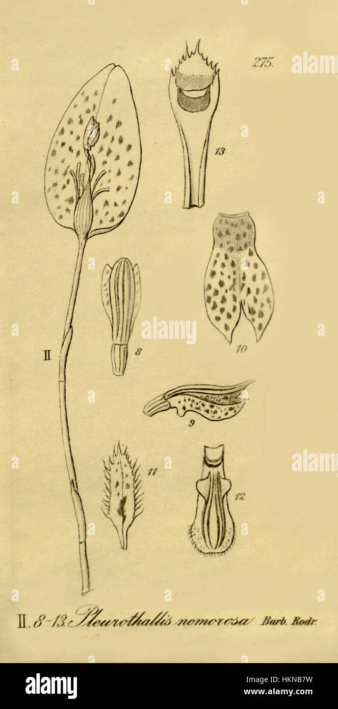 Acianthera nemorosa (as Pleurothallis nemorosa) - cut from Xenia 3 pl 275, fig. II Stock Photo