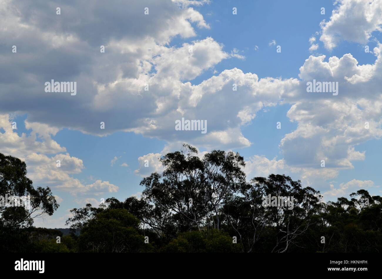 Stratocumulous clouds above native Australian trees in brilliant blue sky Stock Photo