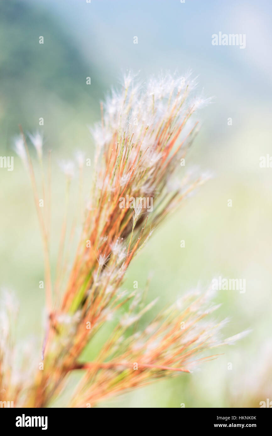 Detail of bright orange grass Stock Photo Alamy