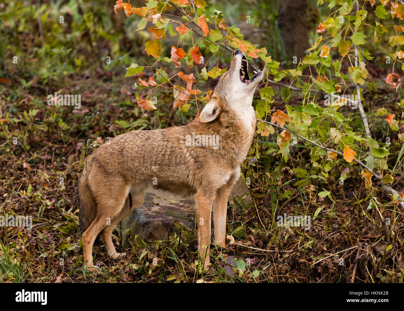 Howling coyote hi-res stock photography and images - Alamy
