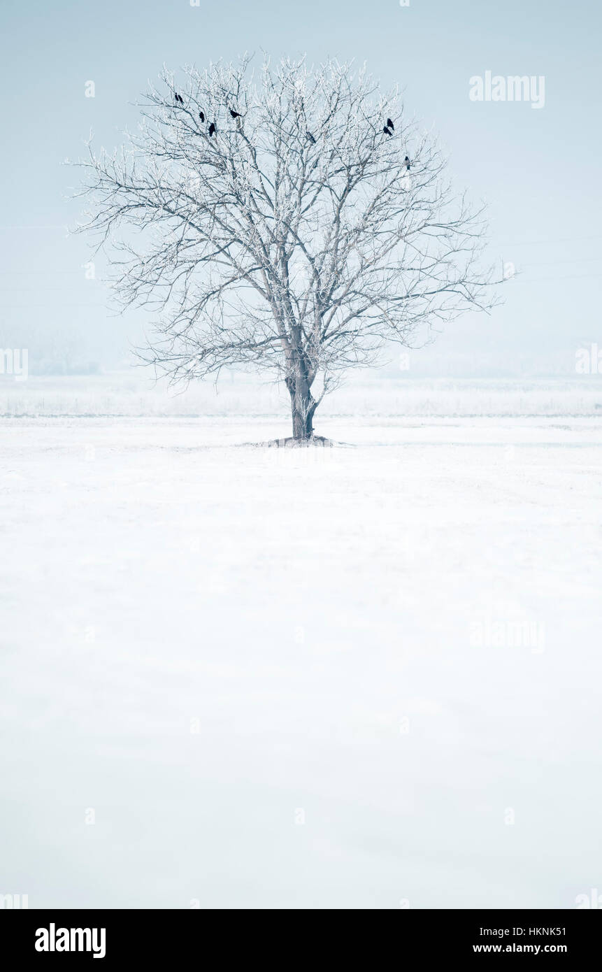 Single tree with birds in snowy field Stock Photo - Alamy