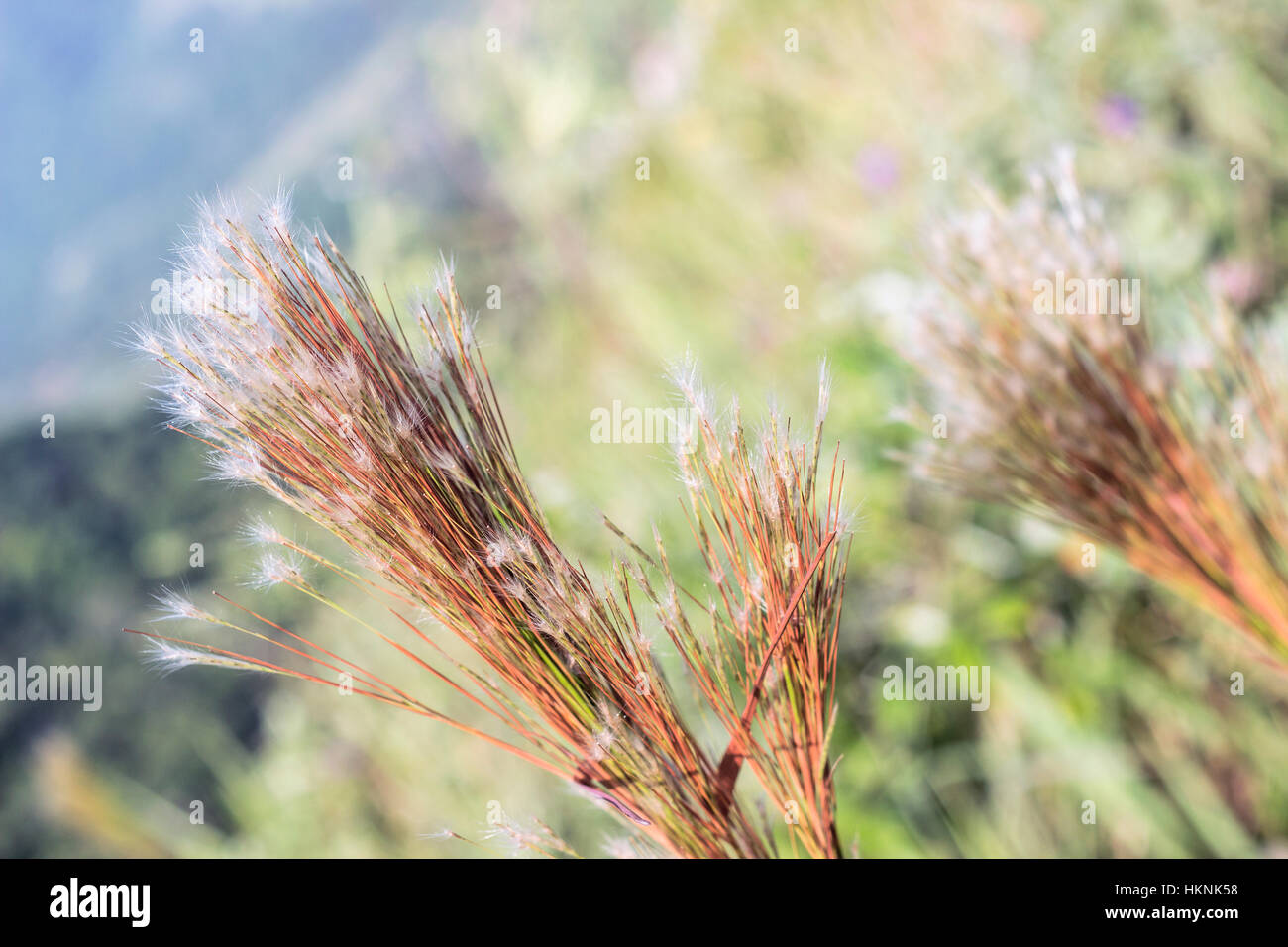 Detail of bright orange grass Stock Photo