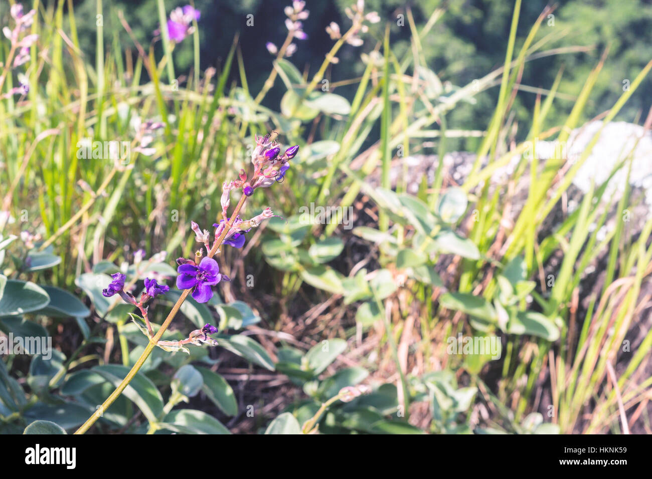 Ilhabela, Brazil, Grass and purple flowers on bright sun light Stock Photo