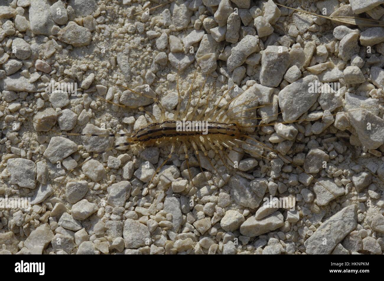 Common House Centipede (Scutigera coleoptrata) yellowishgrey centipede