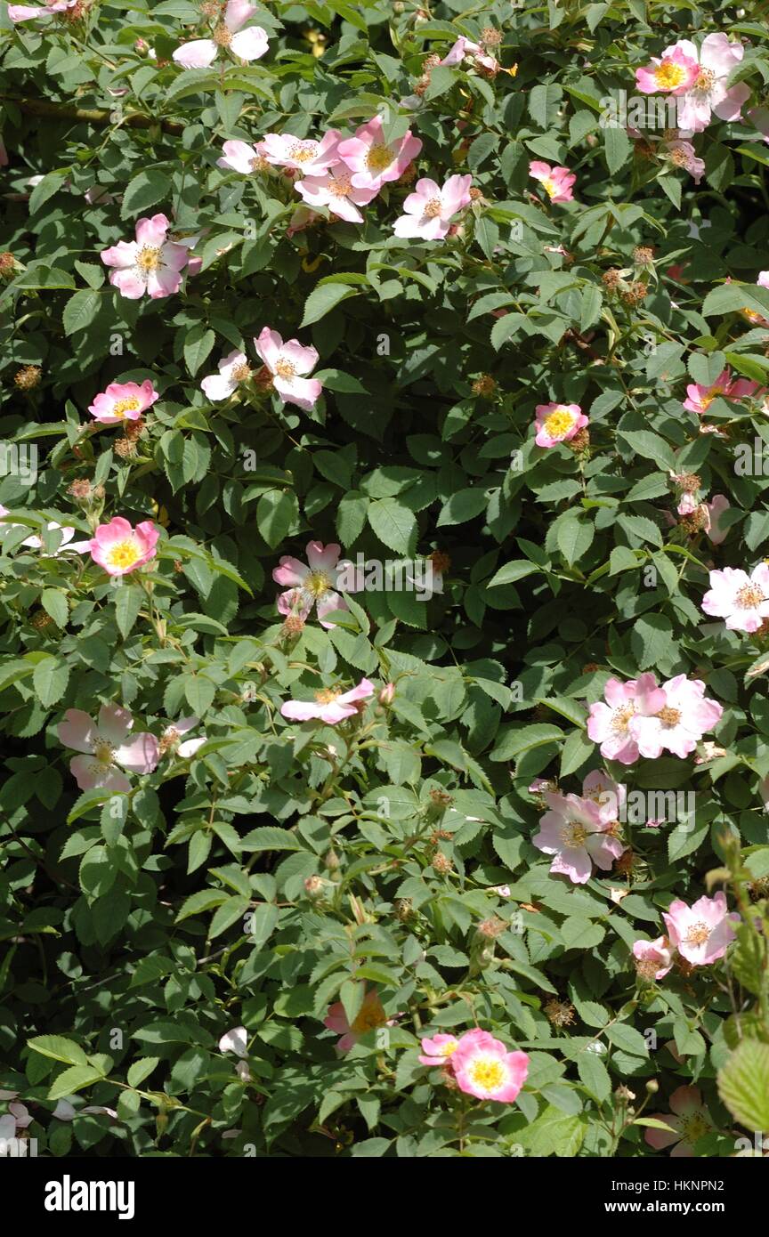 Dog rose (Rosa canina) flowering in summer Stock Photo - Alamy