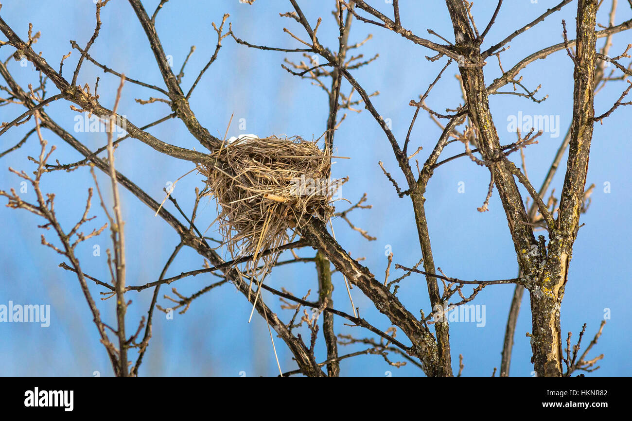 Bur oak hires stock photography and images Alamy