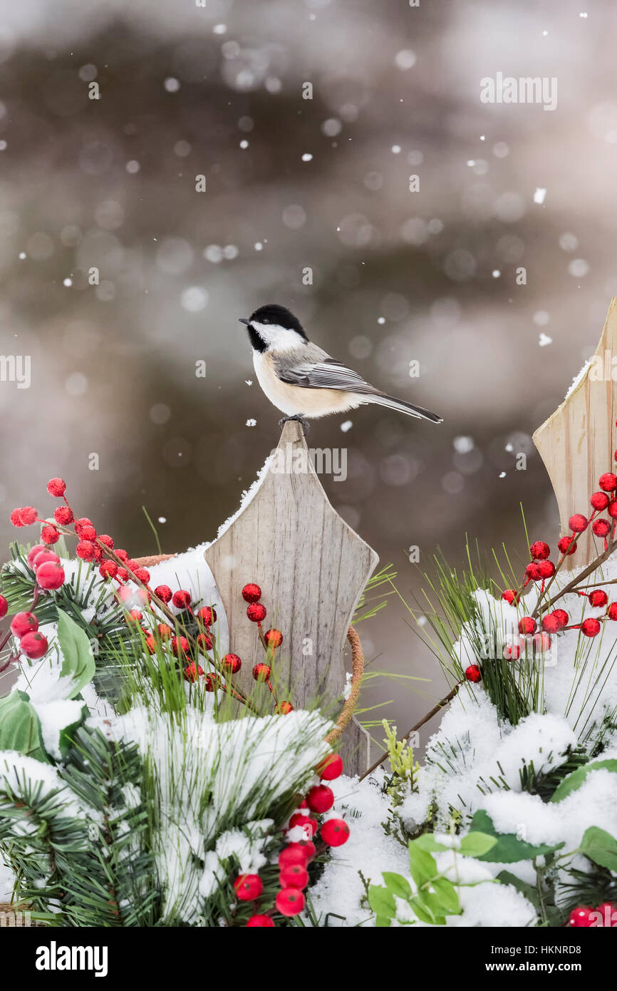 Black-capped chickadee on a festive backyard fence Stock Photo - Alamy