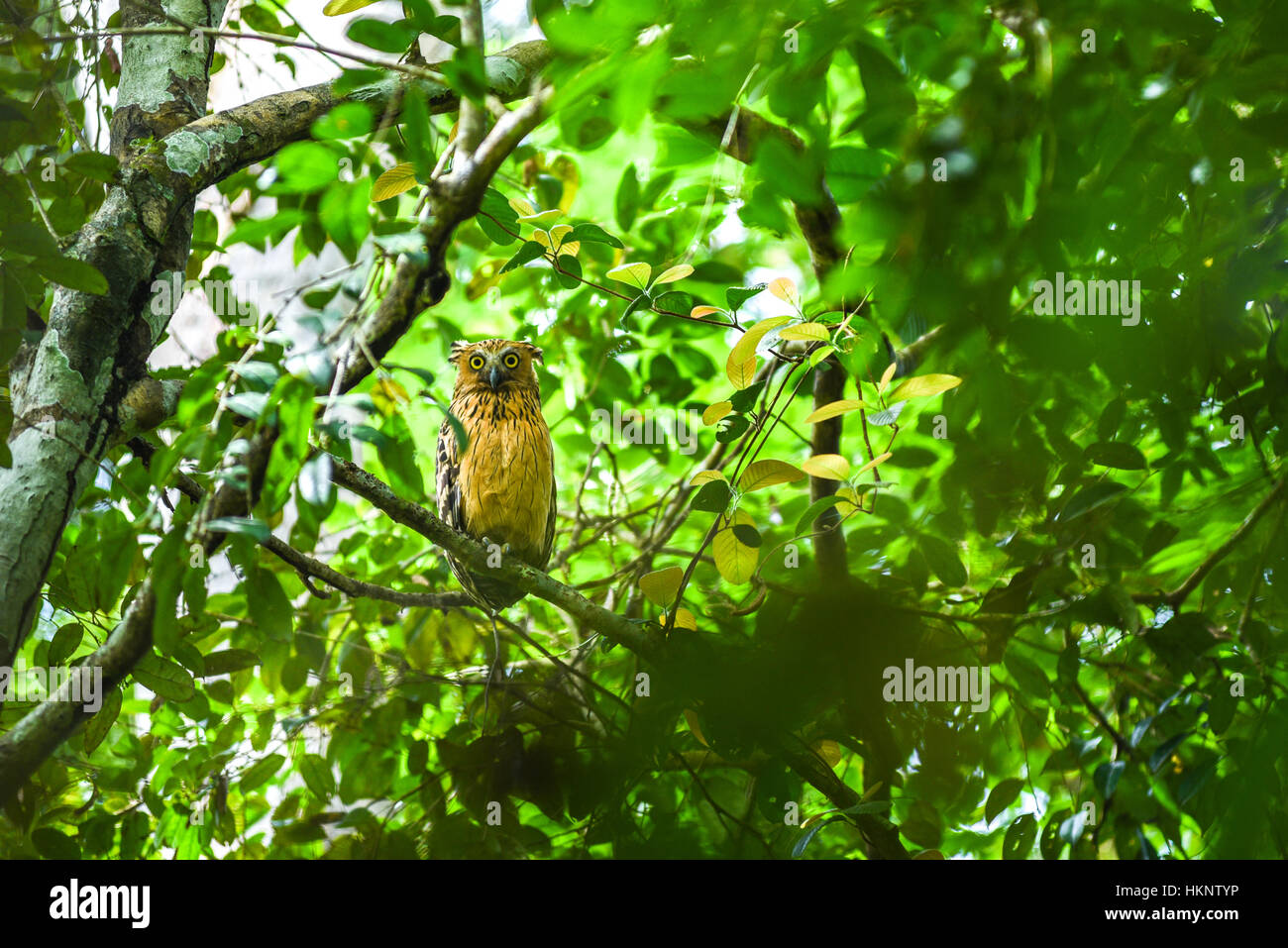 Environmental portrait of a buffy fish-owl in tropical forest. Stock Photo