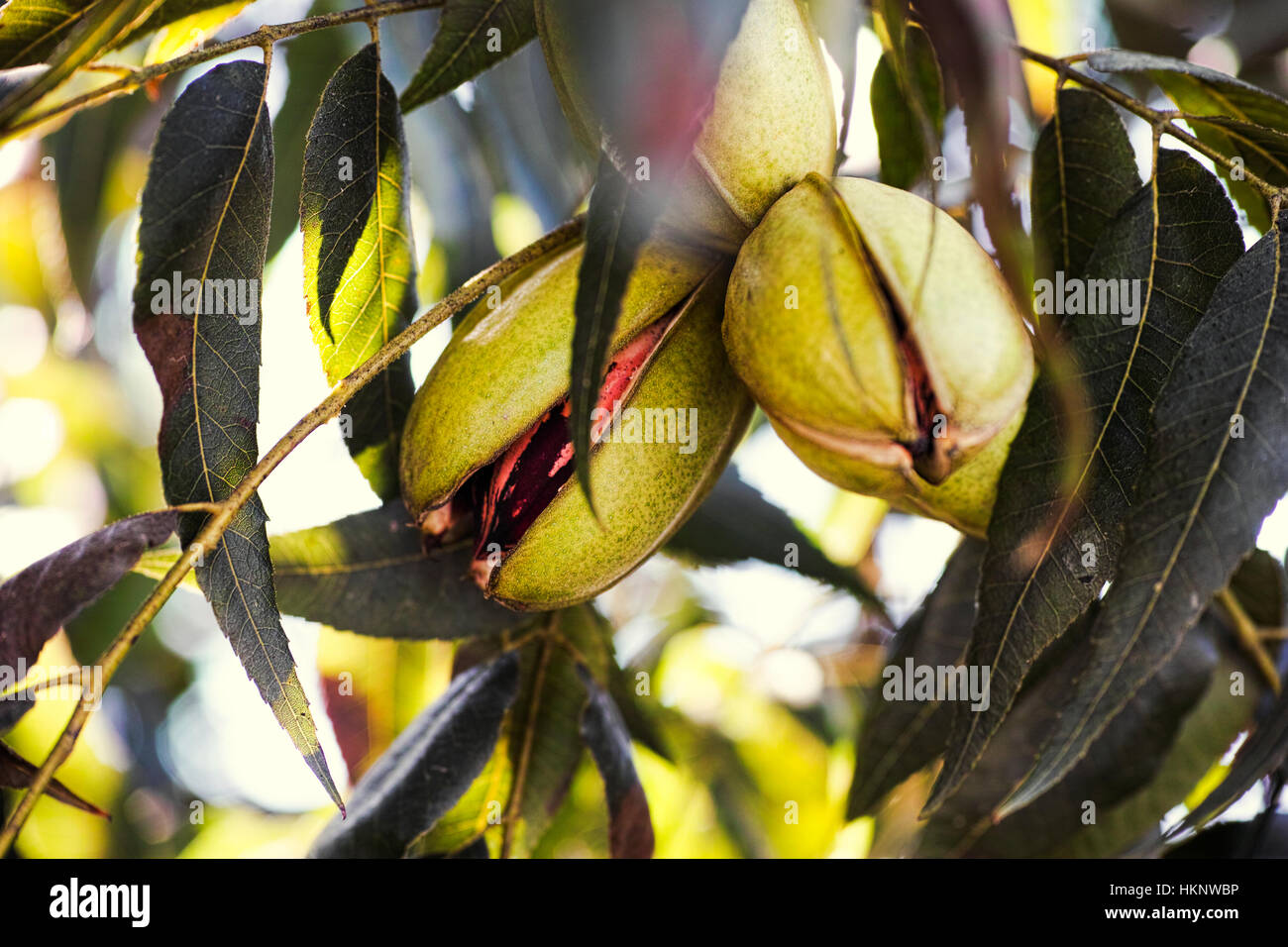 Pecan nuts growing on the tree. Closeup Stock Photo Alamy