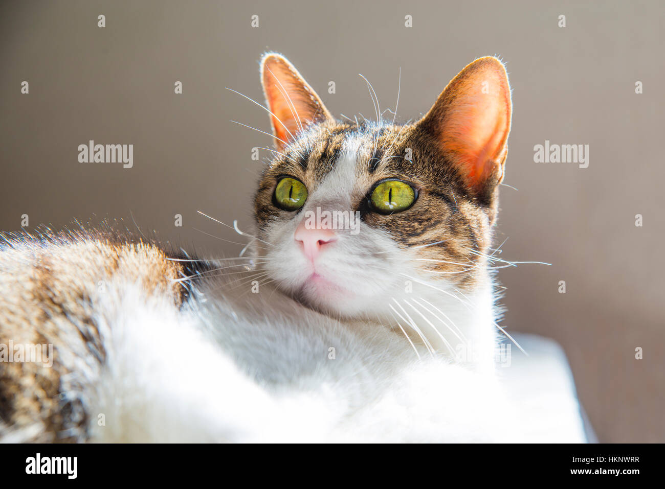 Tabby and white cat lying sunbathing Stock Photo - Alamy