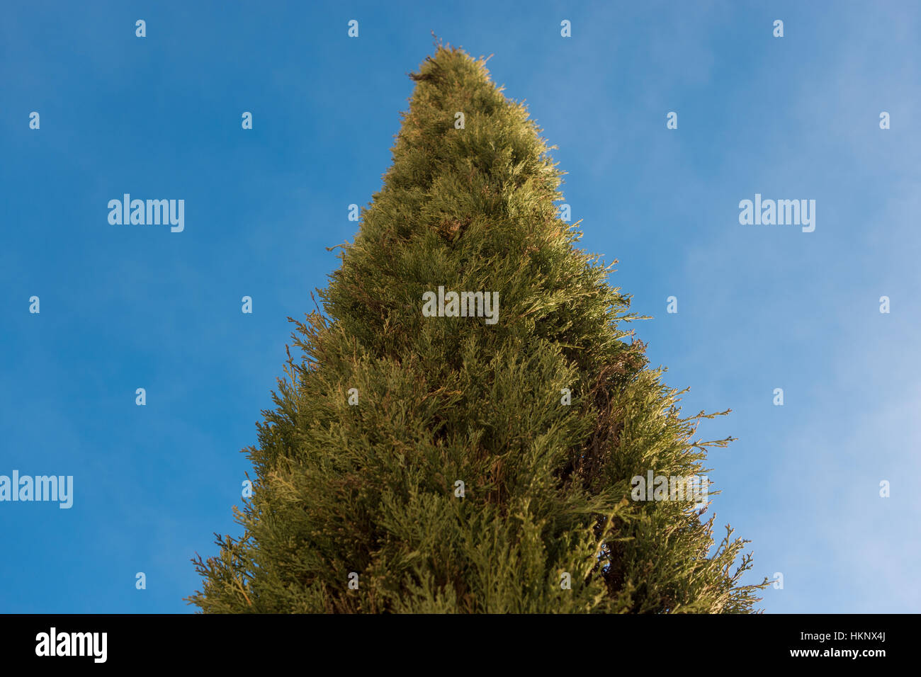 Top of a cypress tree and blue sky Stock Photo