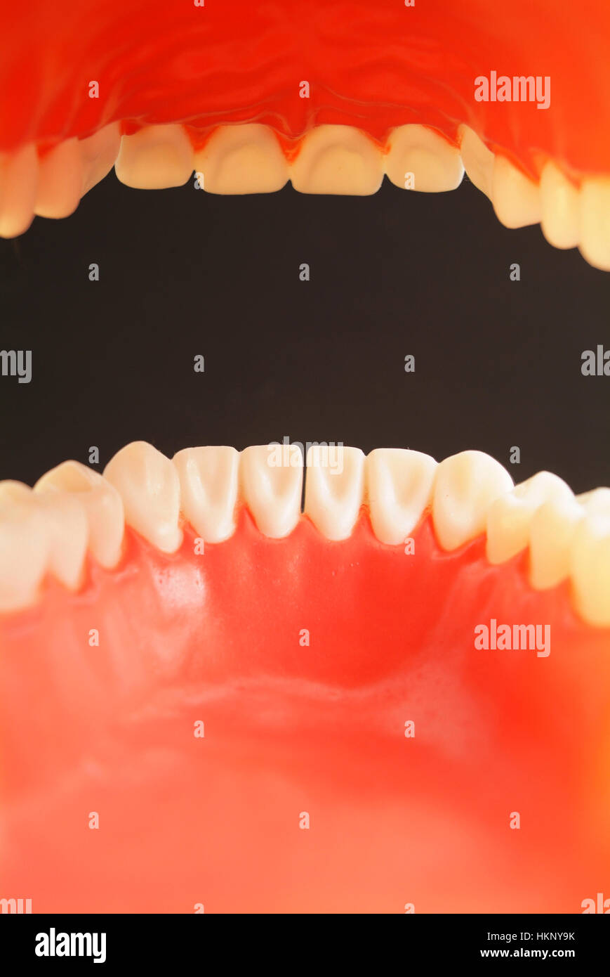 Teeth, oral cavity Stock Photo Alamy