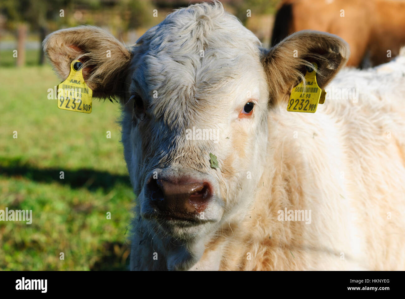 Oberdrauburg: Calves in the Drautal, , Kärnten, Carinthia, Austria Stock Photo
