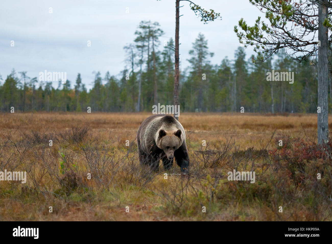 Brown bear (Ursus arctos), male, in the Taiga, Kuhmo, Kainuu, North Karelia, Finland Stock Photo