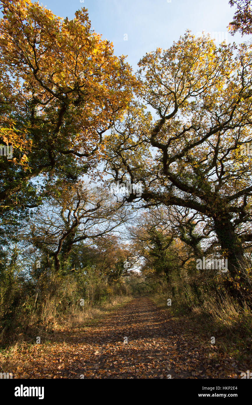 Rural Cheshire, England. Picturesque autumnal view of a bridleway