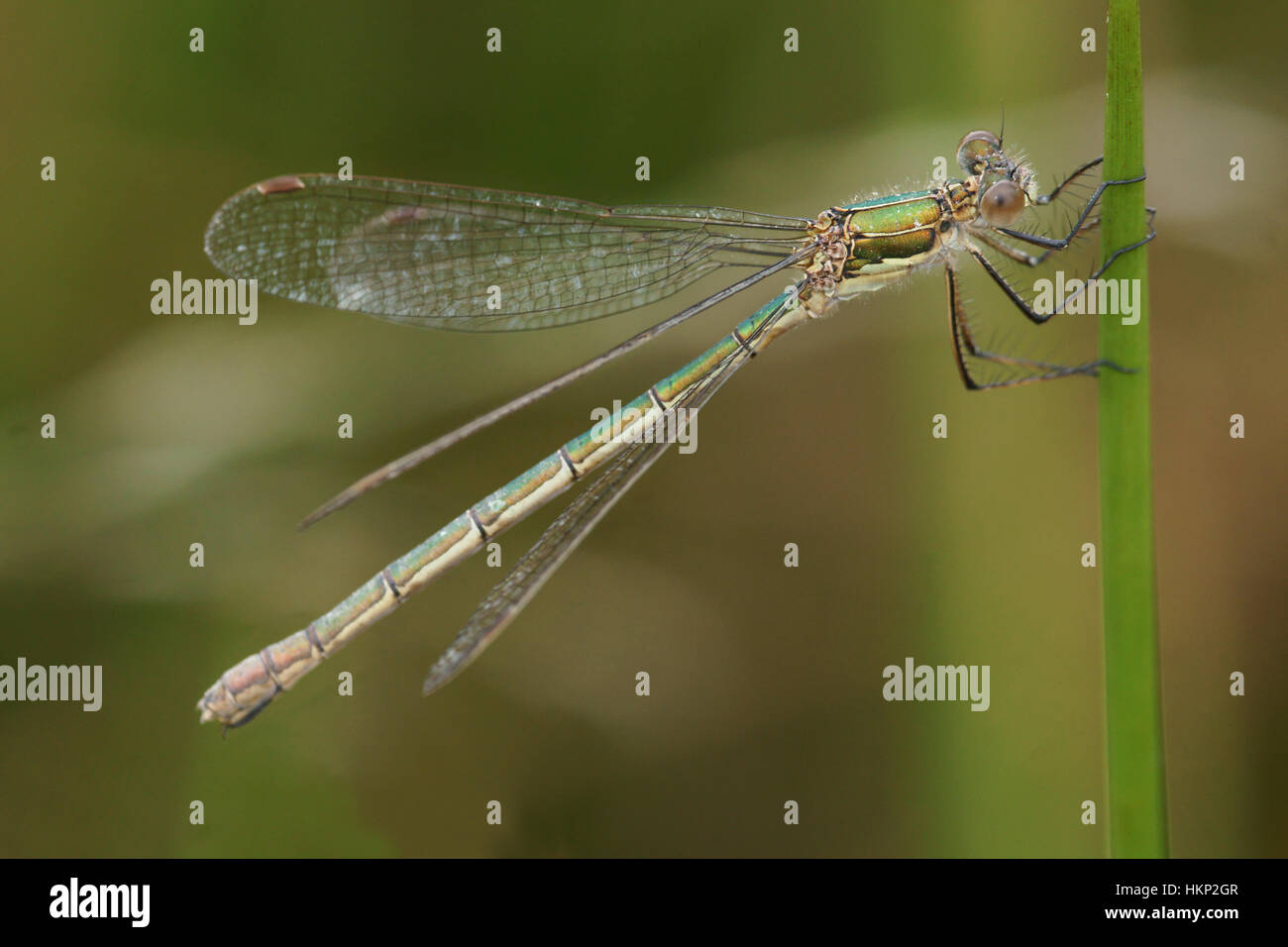 Lestes sponsa (Emerald Damselfly Stock Photo - Alamy