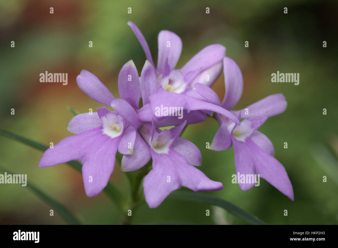 Epidendrum centropetalum Stock Photo