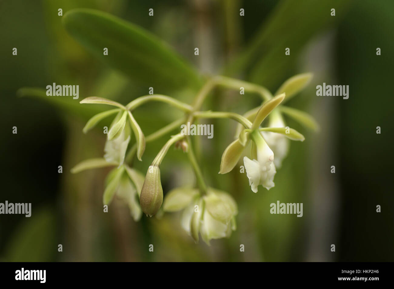Epidendrum nutans Stock Photo