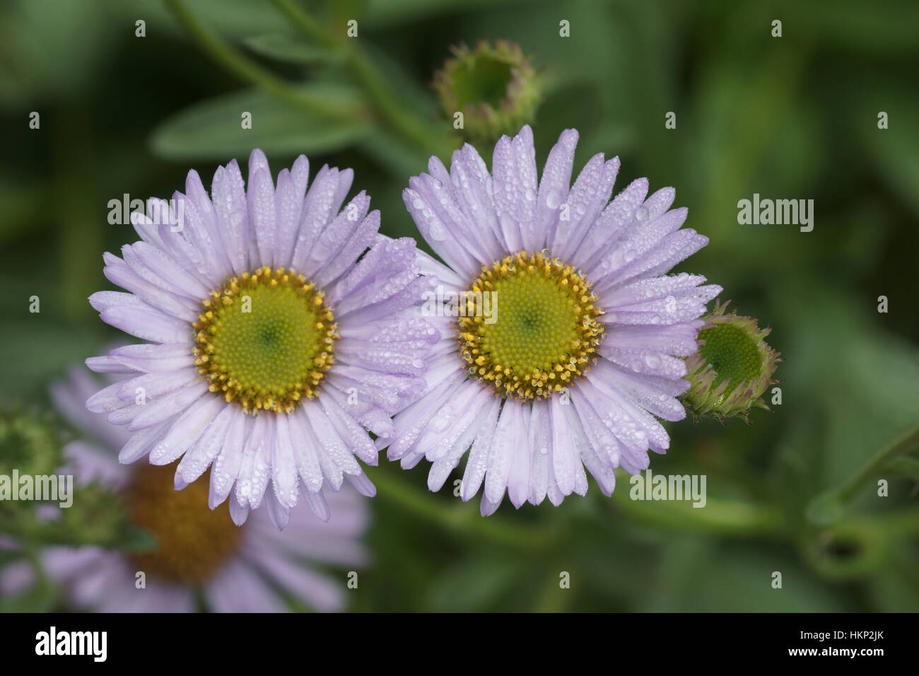 Erigeron 'Wayne Roderick' Stock Photo