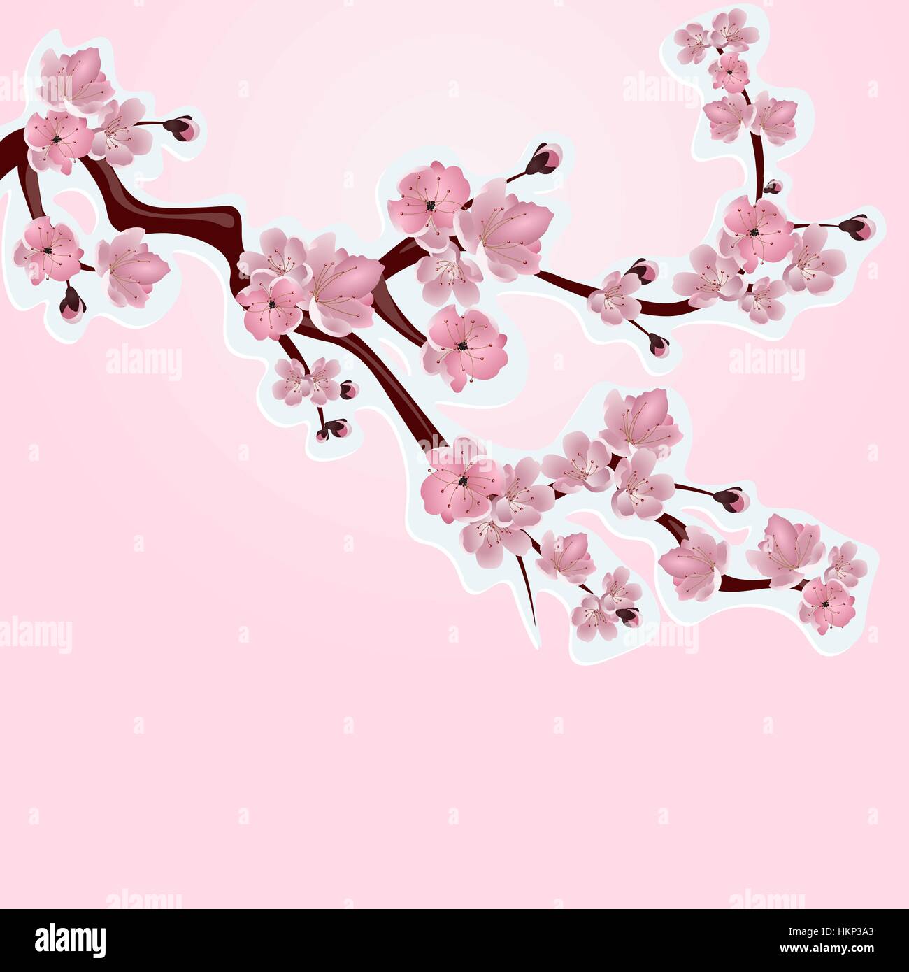 Japanese cherry, sakura. Lush branches pink cherry blossom closeup. Cut out of cardboard