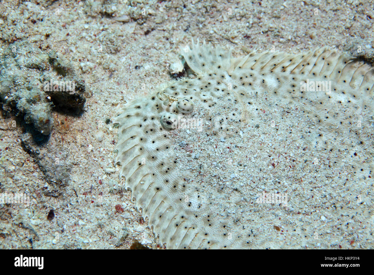 Moses sole fish (Pardachirus marmoratus) camouflaged underwater on sandy bottom of the Red Sea Stock Photo