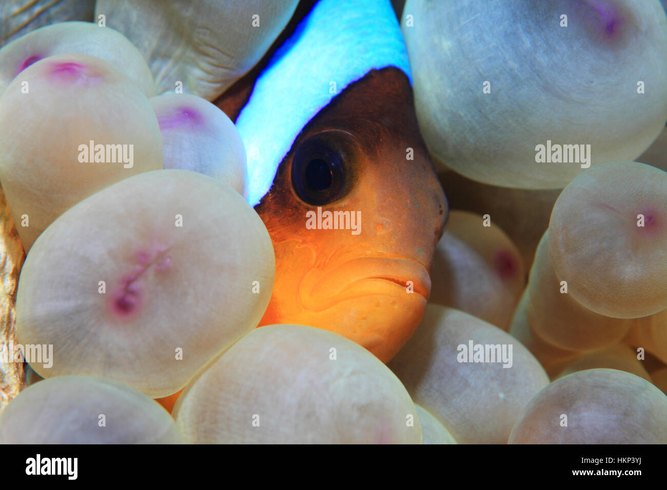 Red Sea anemonefish (Amphiprion bicinctus) underwater in the tropical reef of the Red Sea Stock Photo
