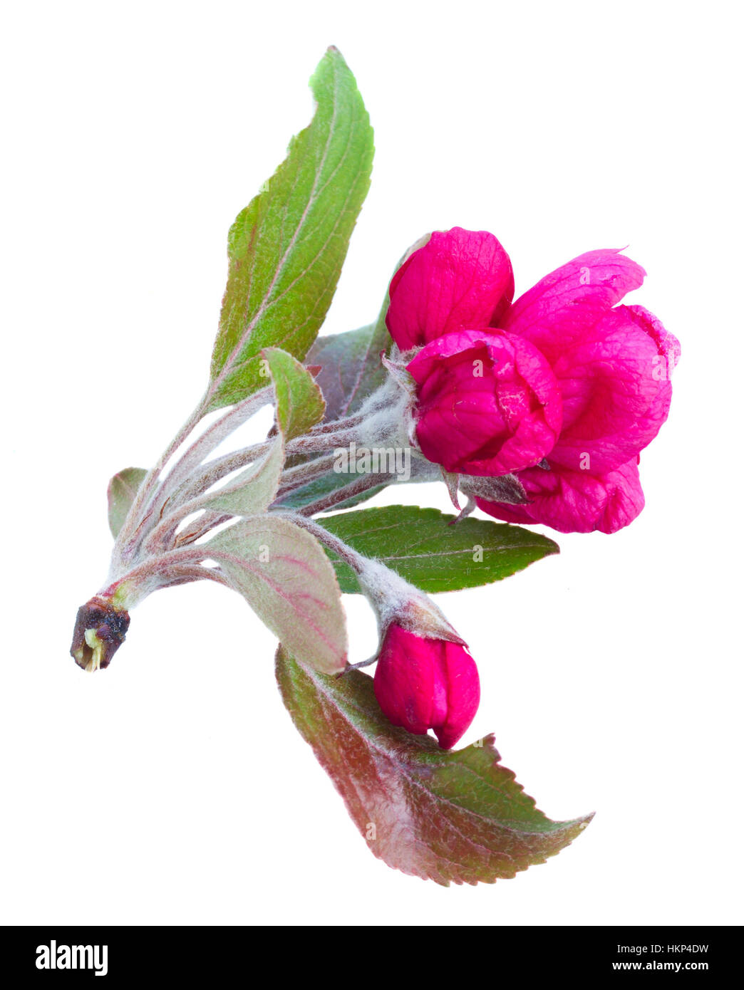twig of pink spring flowers Stock Photo