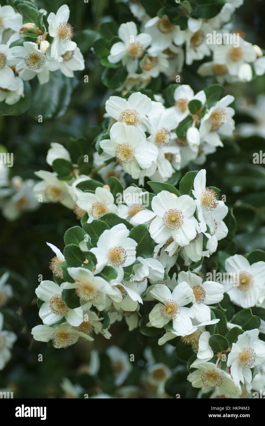 Eucryphia cordifolia Stock Photo