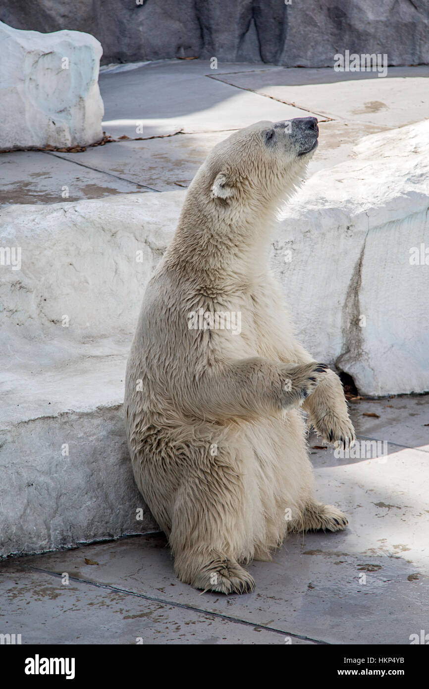 Polar bear ueno zoo tokyo hi-res stock photography and