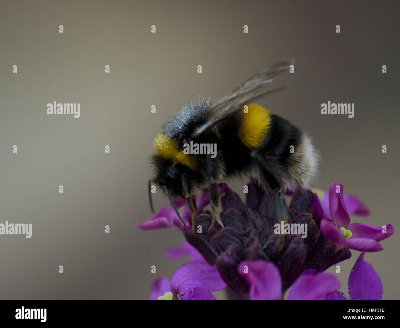 Bee on a purple flower Stock Photo - Alamy