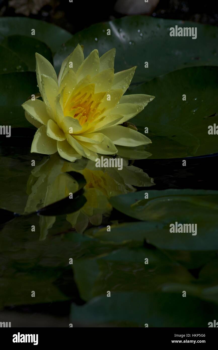 Yellow Water lily's with green leaves Stock Photo - Alamy
