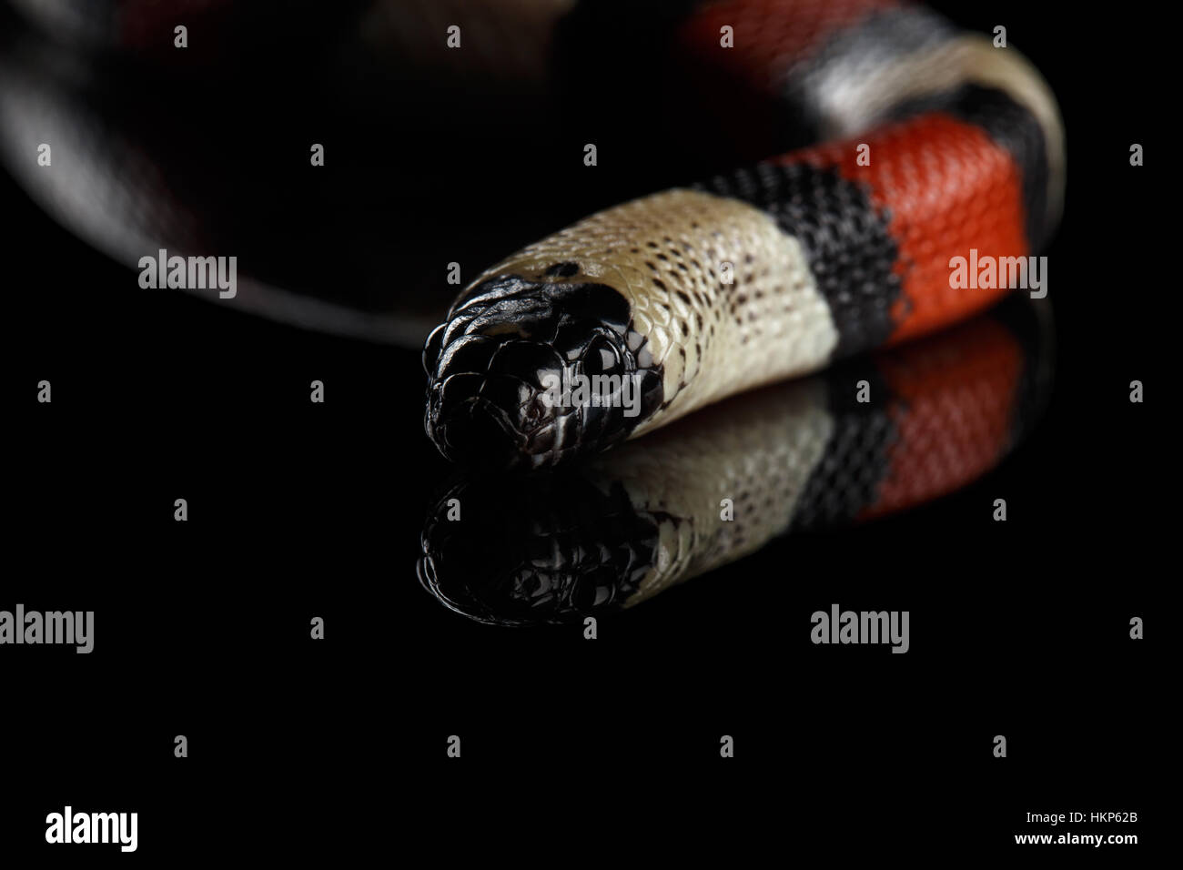 Campbell's milk snake, Lampropeltis triangulum campbelli, isolated on black background Stock Photo