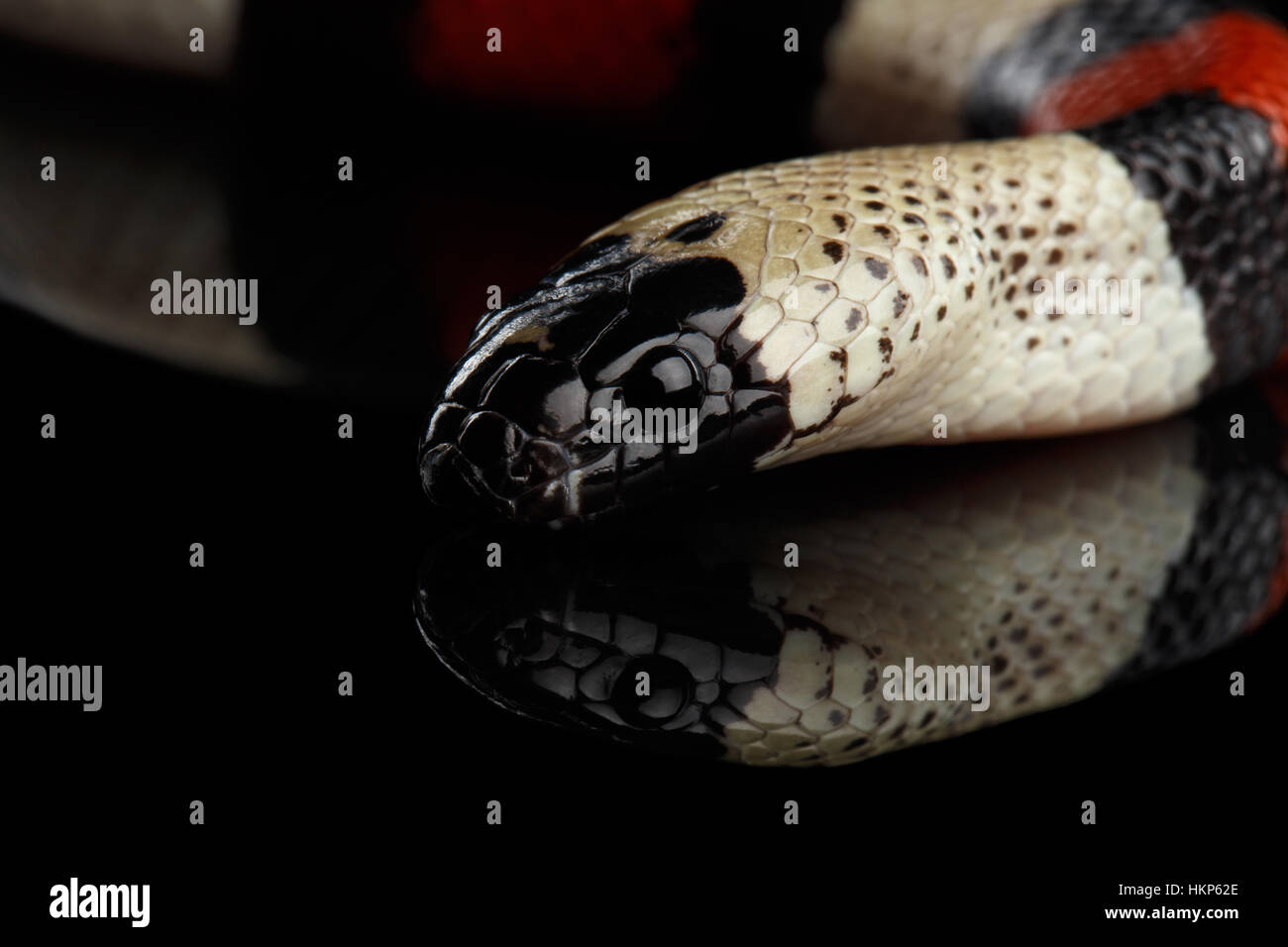 Campbell's milk snake, Lampropeltis triangulum campbelli, isolated on black background Stock Photo