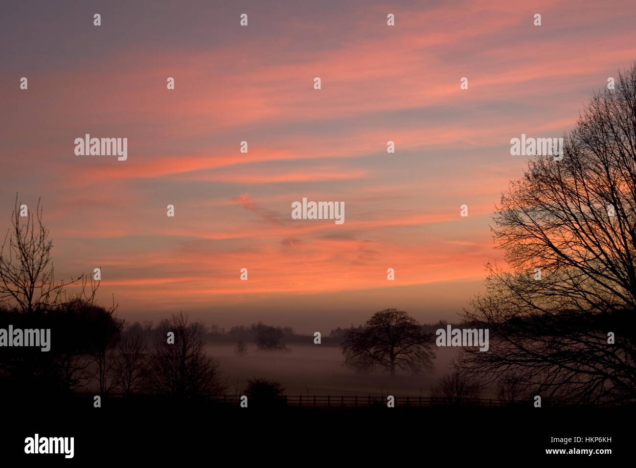 Misty field with trees and a pink sunset Stock Photo - Alamy